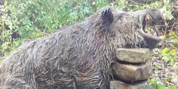 Tam 300 kiloluk! Avcılar avladı