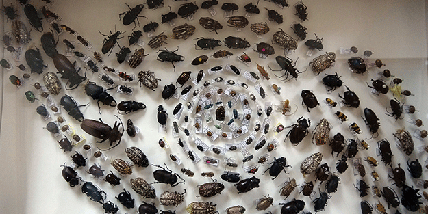 Tam 4 bin çeşidi var! Bu müzeye herkes giremez