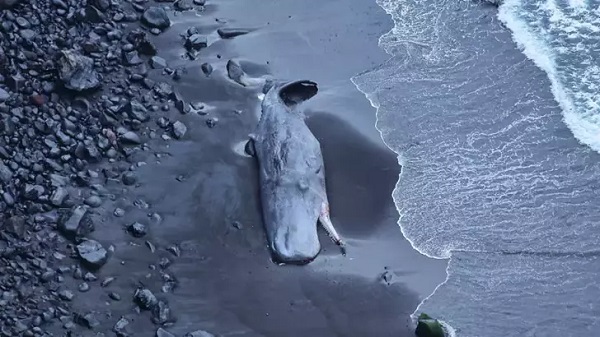 Tam 500 bin Euro değerinde! Karaya vuran balinanın içinden servet çıktı