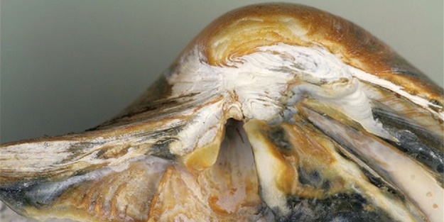 Tam 517 yıl yaşıyor! - FOTO