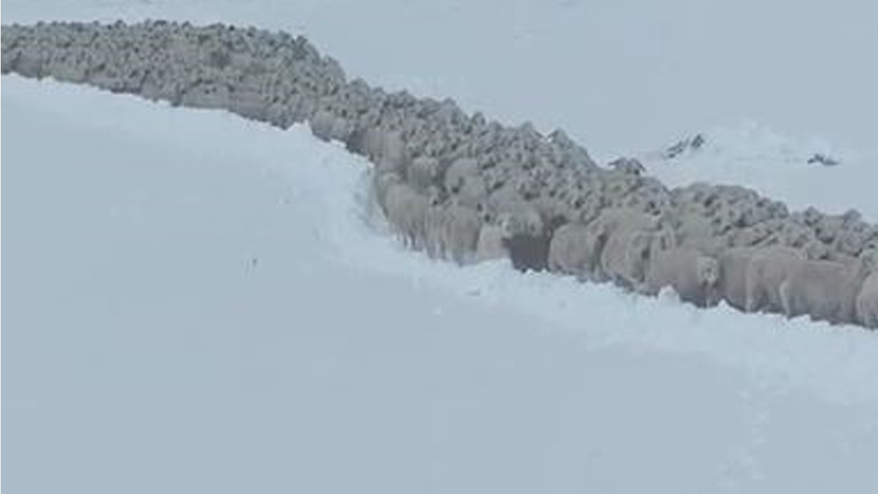 Tam 7 saat uğraştılar! Sivas’ta mahsur kalan çoban ve bin koyun böyle kurtarıldı