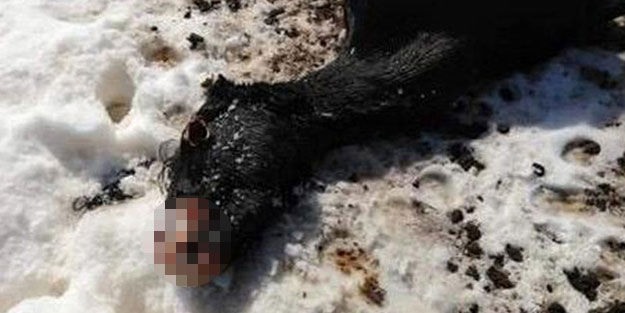 Tam 7 tane bulundu! Köylüleri dehşete düşüren manzara