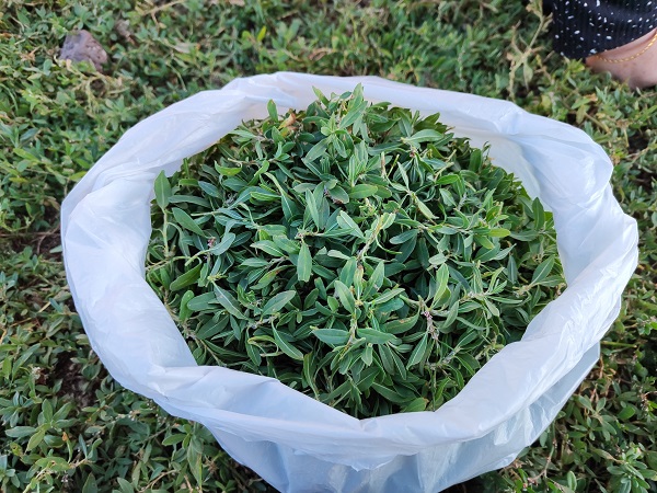 Tam bir şifa deposu! Yağışlar sezonu uzattı