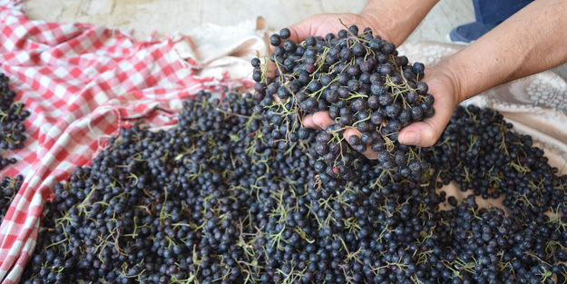 Tam bir şifa kaynağı! Dünyanın konuştuğu 'süper meyve' üretimi Türkiye'de artıyor