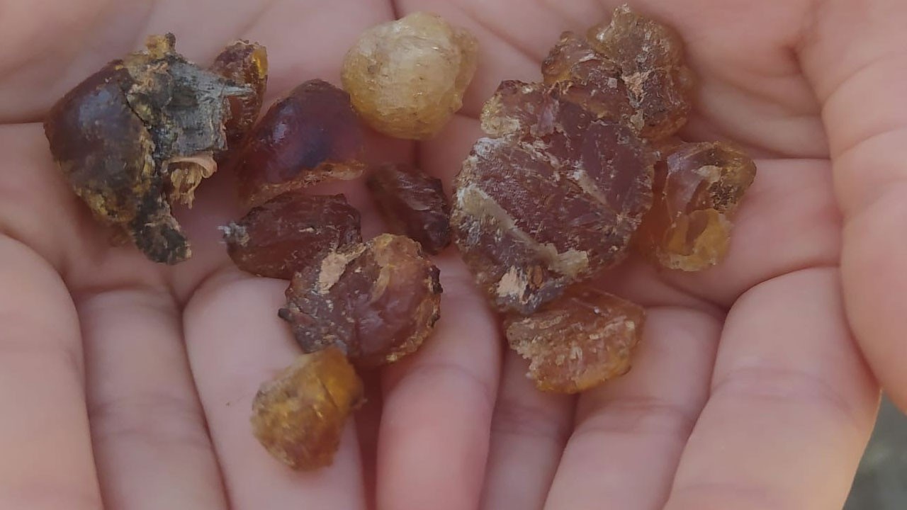 Tam bir şifa kaynağı! Talepler artmaya başladı