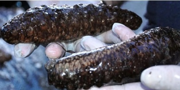 Tam bir ton yakalandı!