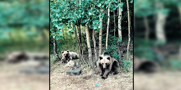 Tam 'bu ayılar saldırmaz' diyordu ki olanlar oldu!