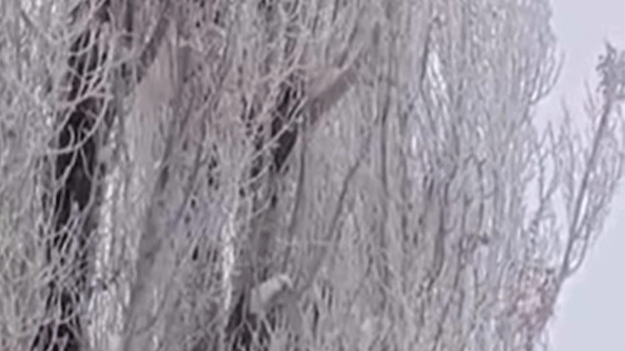 Tam eksi 24,9 derece! Ağaçlar tamamen dondu!