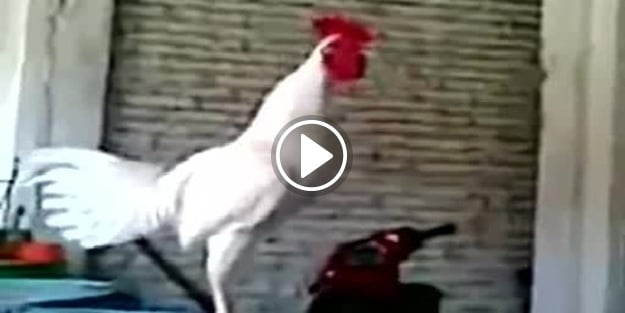 Tam ötecekken gülesi gelen horoz