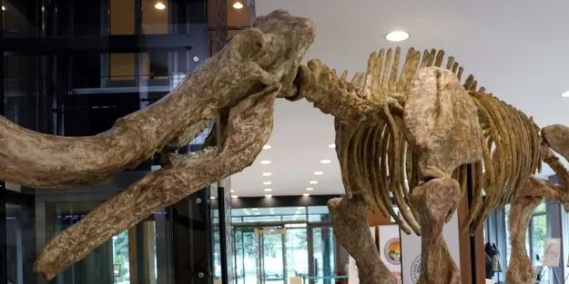 Tam tamına 7.5 milyon yıllık! O ilimizde bulundular!