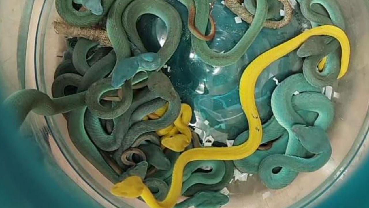 Tamamı zehirli! Yolcunun valizinden çıkanlar şoke etti