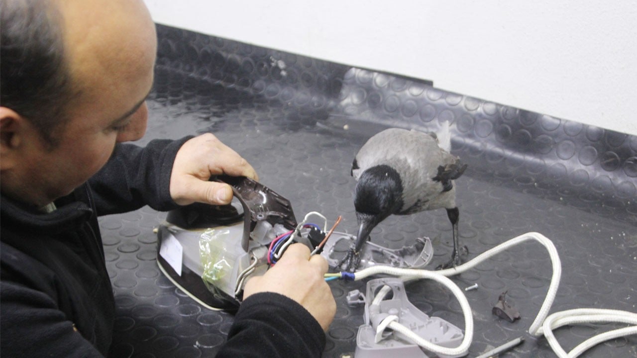 Tamirci çırağı karga görenleri güldürüyor