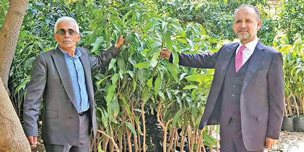 Tanesi 5 euro! Akdenizli üreticilere mango ile yüksek kazanç teklifi