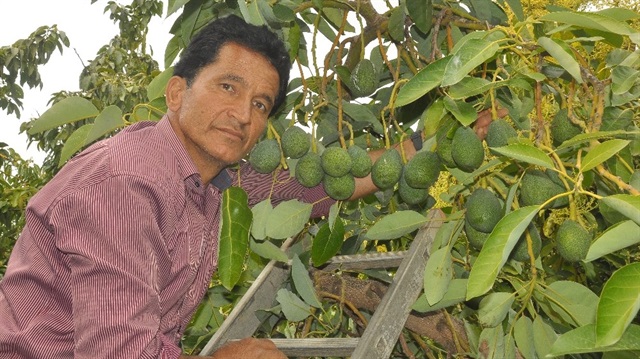 Tanesi 5 TL’ye çıkan avakado üreticinin yüzünü güldürdü