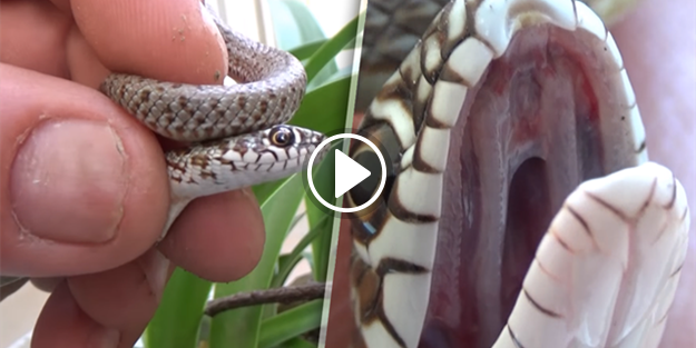 Tanıttığı yılan tarafından ısırıldı