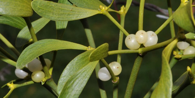 Tansiyonu sabitleyen bitki mi olur? Demeyin! 12.8’de bırakıyor, tuz bile yükseltmiyor