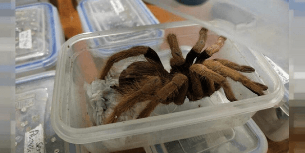 Tarantula kaçakçılığı yaparken yakalandılar