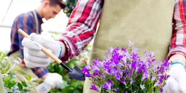 Tarçınla solan bitkilerinizi canlandırın: Olmaz denilen oldu! 10 dakika bile sürmez, tam destek