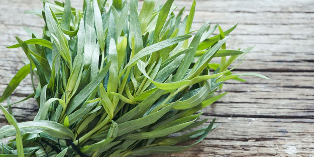 Tarhun otonun faydaları saymakla bitmiyor