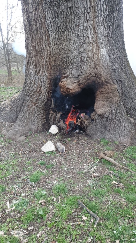 Tarihî çınar ağacı alevlere teslim oldu 