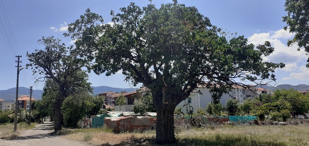 Tarihe tanıklık eden menengiçlere ’anıt ağaç’ levhaları asıldı 