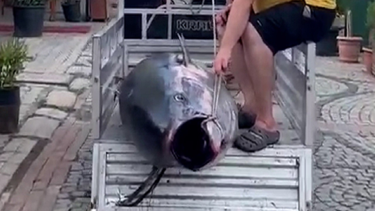 Tarihi av! Tam 207 kilo ağırlığında