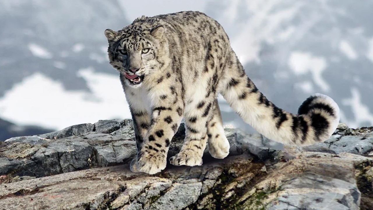Tarihi bir adım: Kırgızistan'da kar leoparı ulusal sembol olarak kabul edildi... Kırgızistan ilan etti!