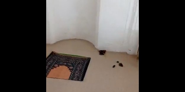 Tarihi camide rezalet: İbadethaneleri de istila ettiler! Burada namaz kılınır mı?