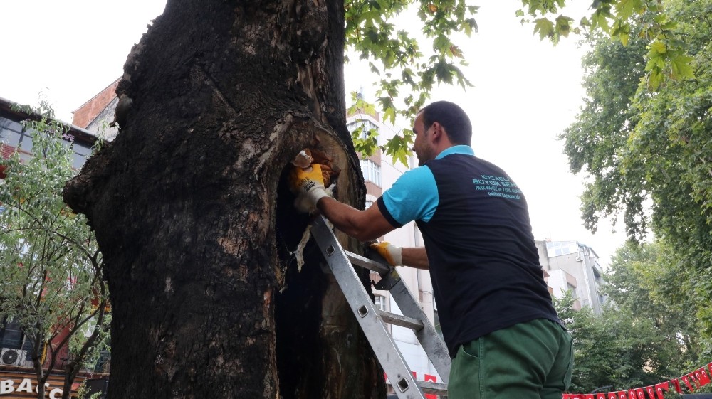 Tarihi çınar ağaçlarında bakım devam ediliyor 