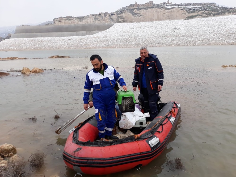 Tarihi Hasankeyf’te ölüme terk edilen hayvanlar kurtarıldı 