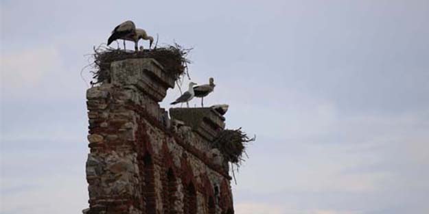 Tarihi hastane duvarı leyleklere yuva oldu