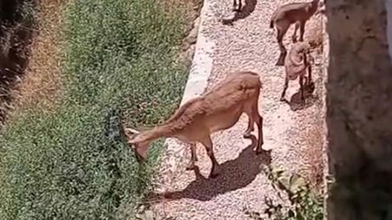 Tarihi kalede ender misafirler!