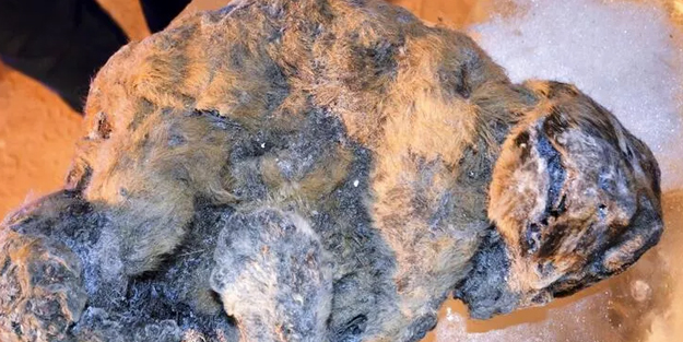 Tarihi keşif: 48 bin 500 yıllık 'zombi virüs' canlandı! Flaş iddia: enfeksiyona neden oldu! İşte o şok sözler