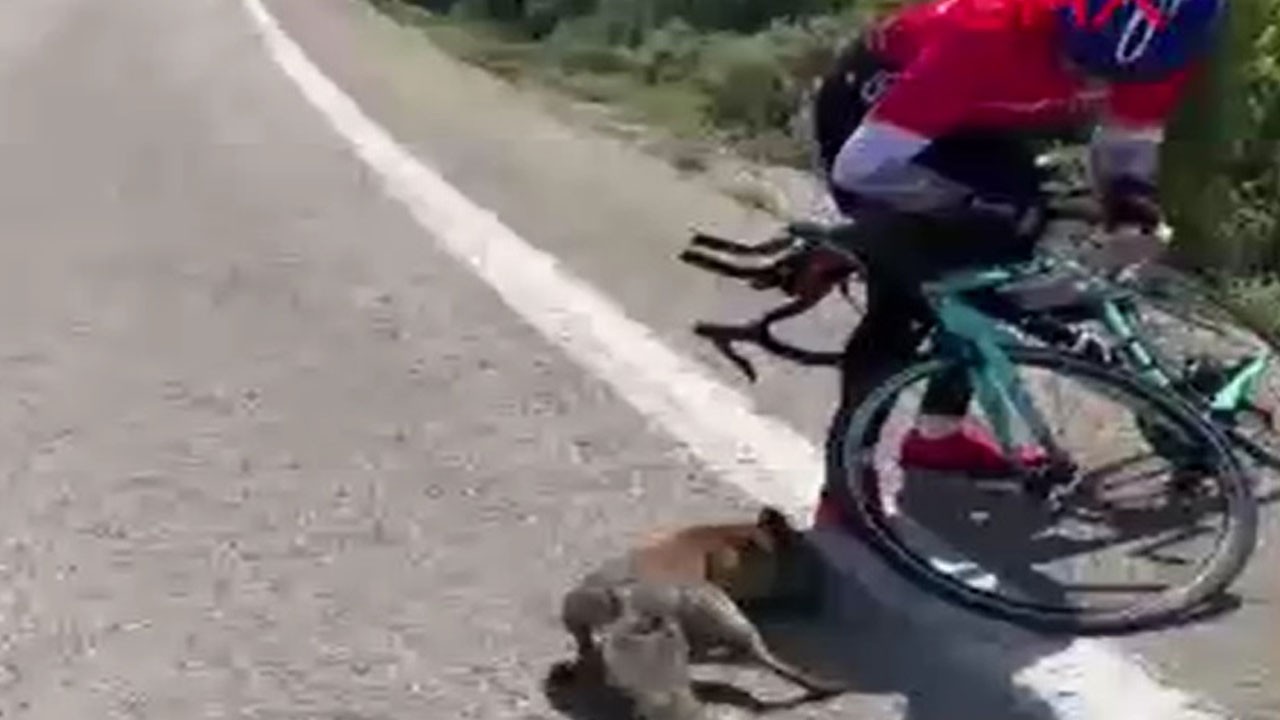 Tarihi yarımadada sıra dışı dostluk! Tilkiyi eliyle besledi
