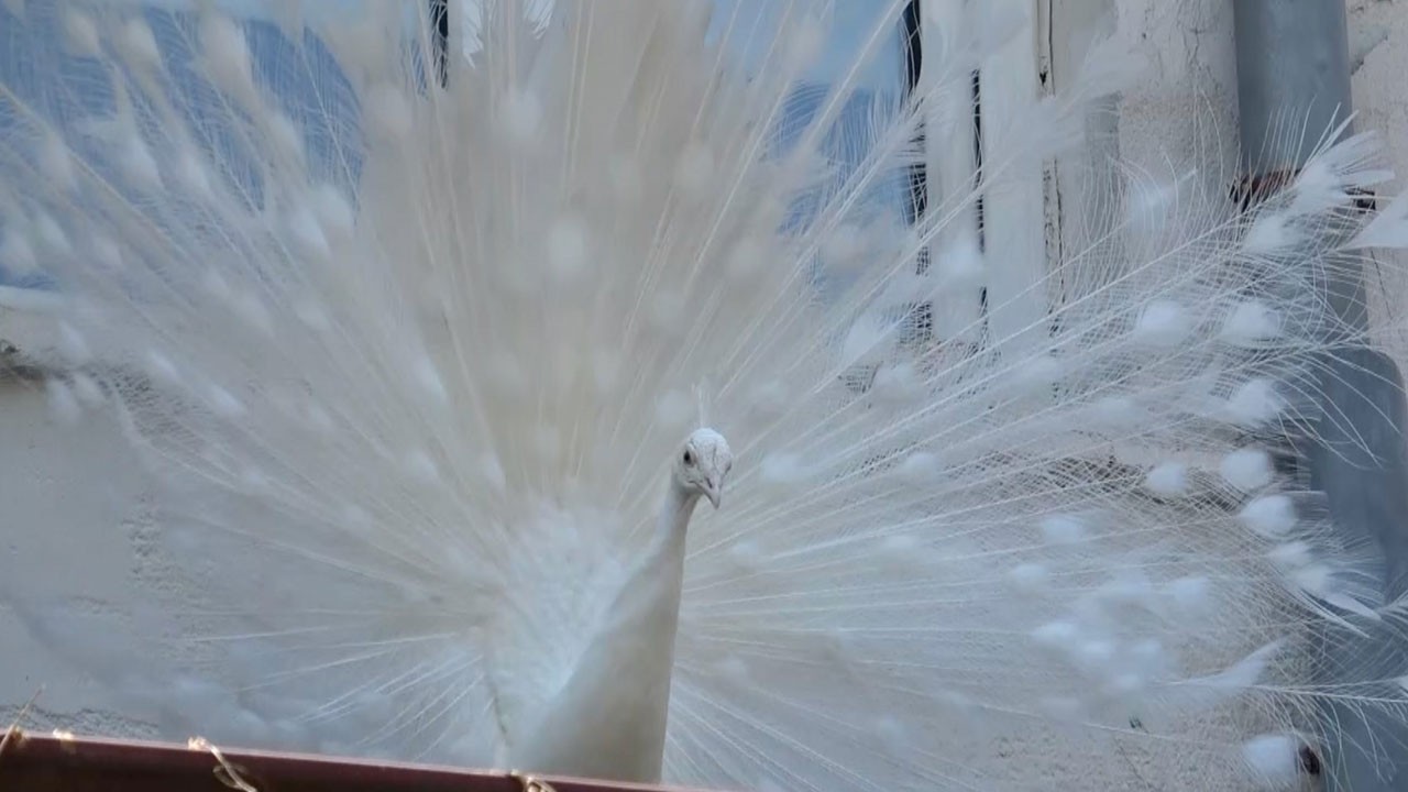 Tarihin içinde kanat çırpıyorlar!