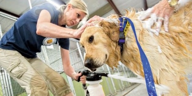 Tarihte bir ilk: Türkiye'den Amerika'ya köpek göçü