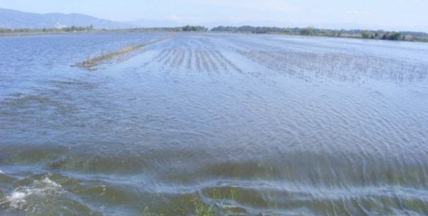 Tarım alanlarını su bastı