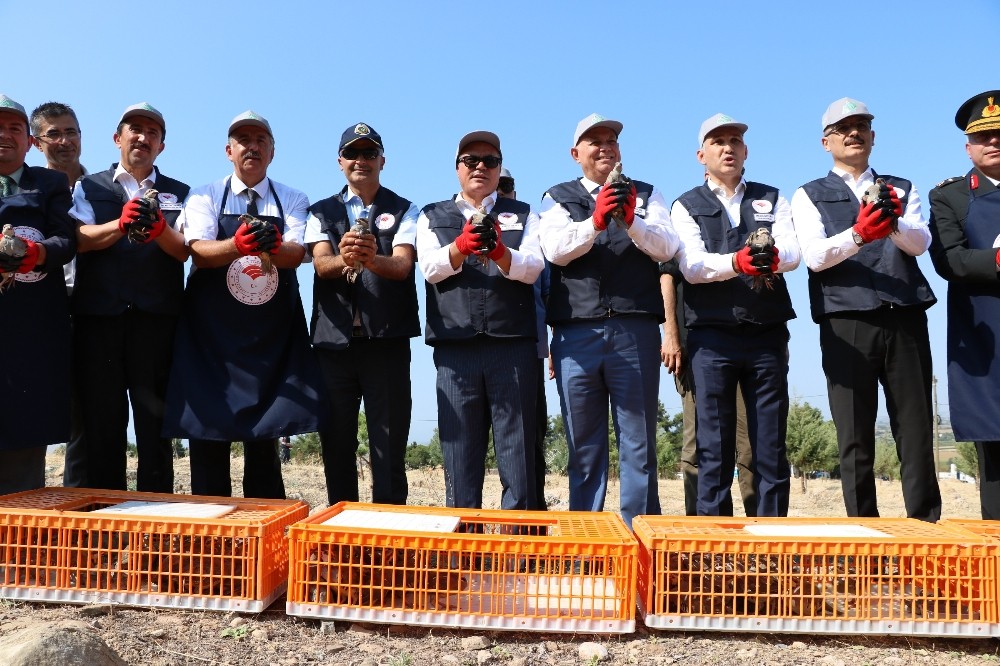 Tarım alanlarının yeni bekçileri doğaya bırakıldı 