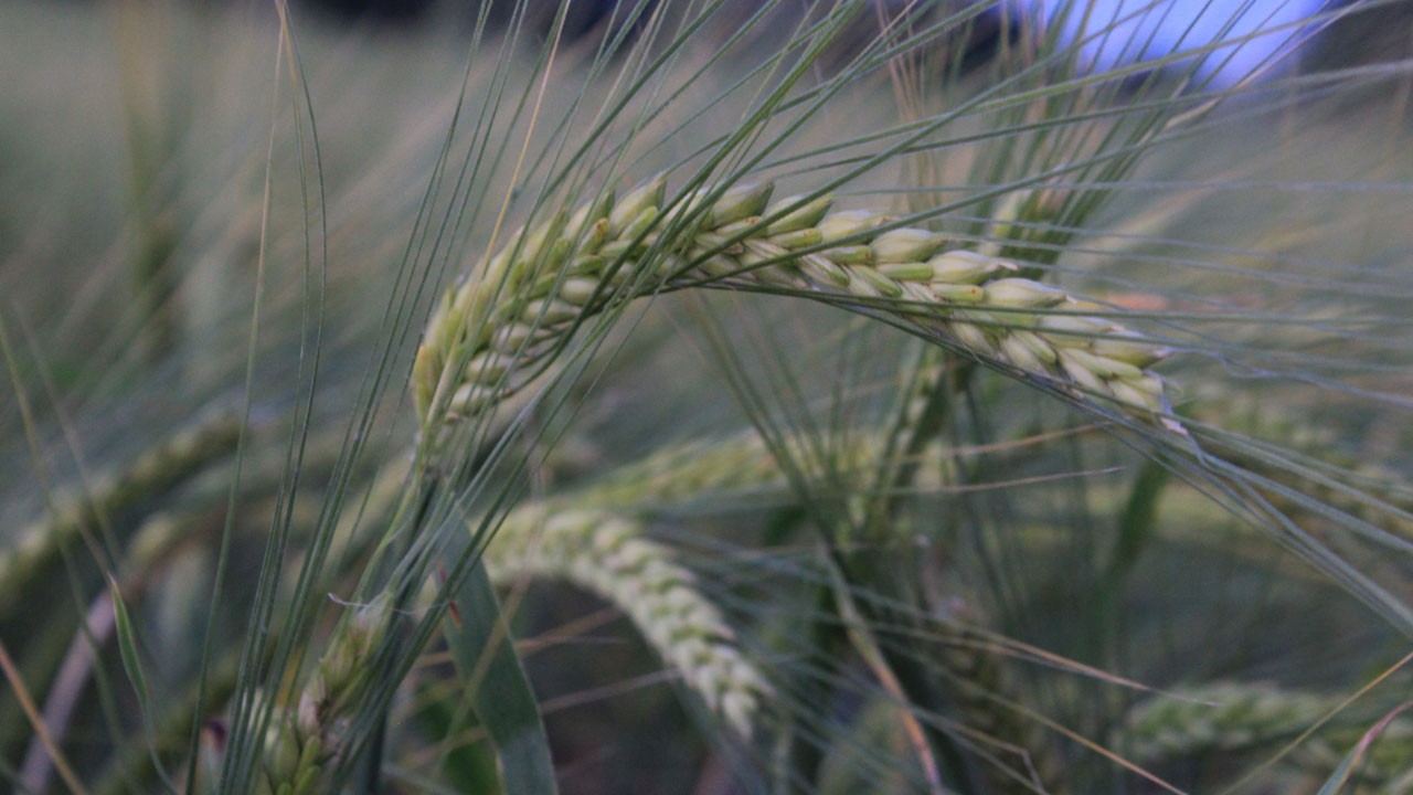 Tarım arazilerinde alarm veren tablo! Kuraklık derinleşiyor, zararlılar yayılıyor