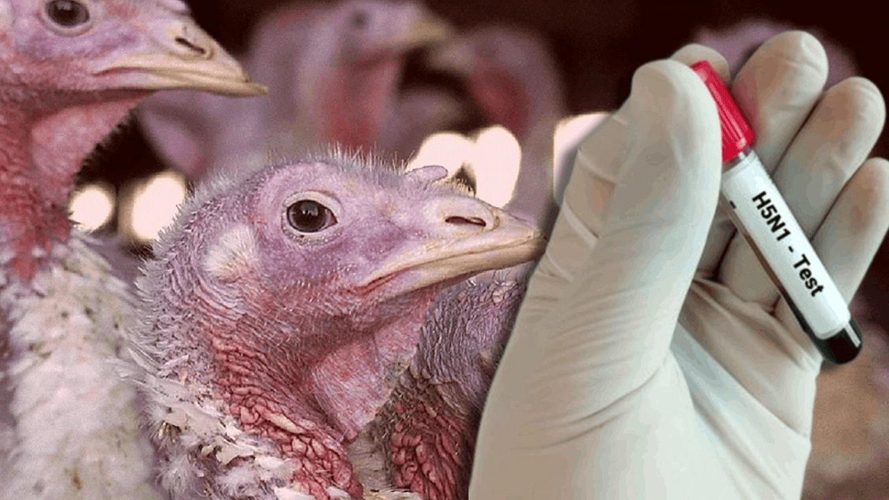 Tarım Bakanlığı'ndan kuş gribi açıklaması! Salgın endişesiyle ilgili detaylar…