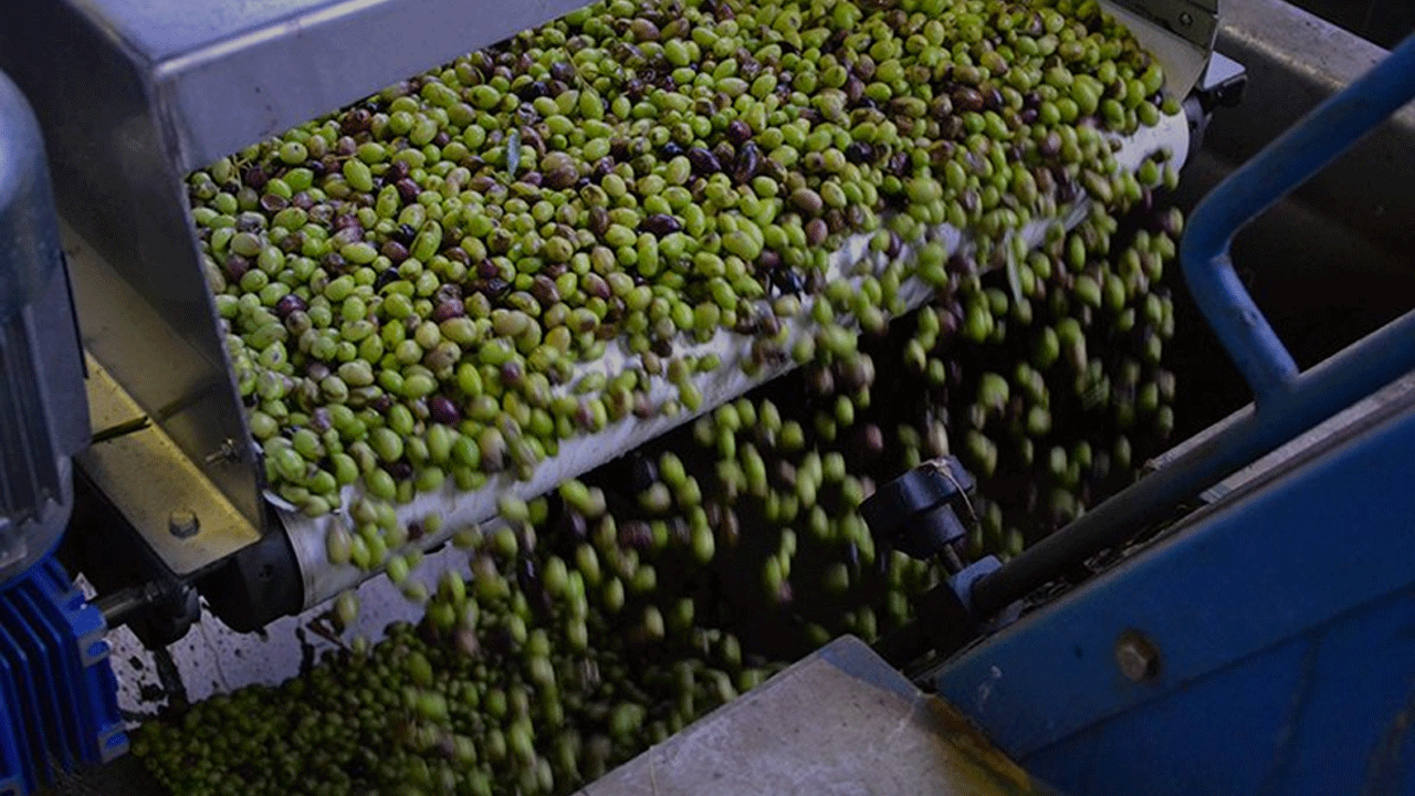 Tarım bitmiş tarım! Zeytin üretiminde Cumhuriyet tarihi rekoru