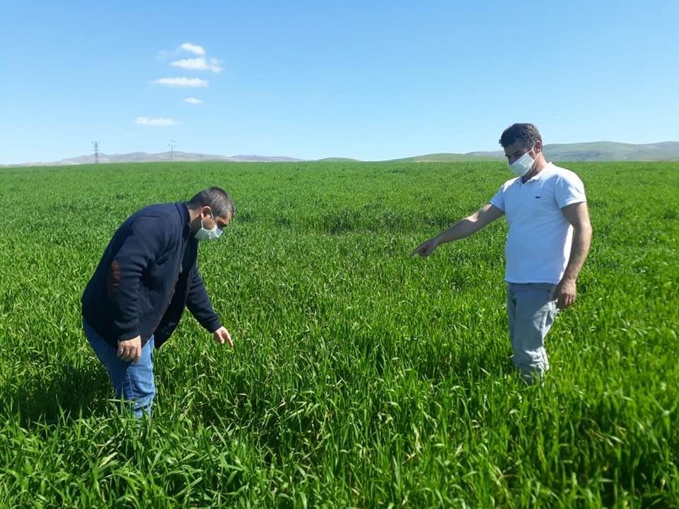 Tarım danışmanından çiftçilere hastalık uyarısı 
