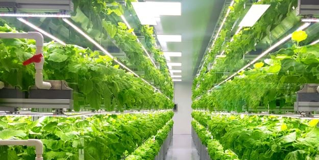 Tarım devi o şirket iflas etti!