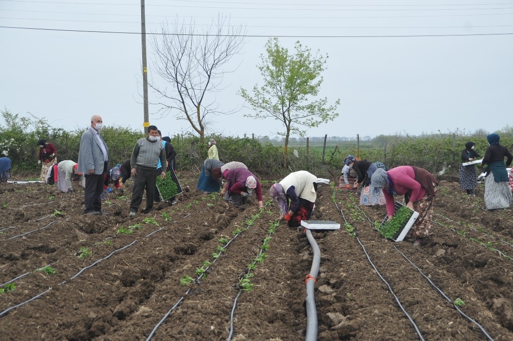 Tarım işçileri korona virüs gölgesinde mesai yapıyor 