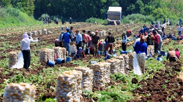 Tarım işçilerine yüzde 12,5 zam