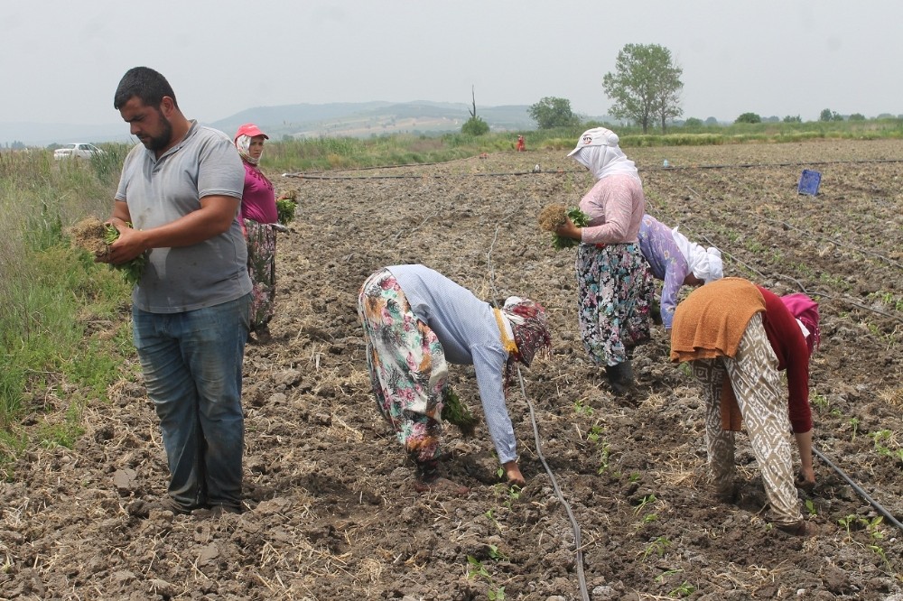 Tarım işçilerinin aşırı sıcaklarla zorlu sınavı 