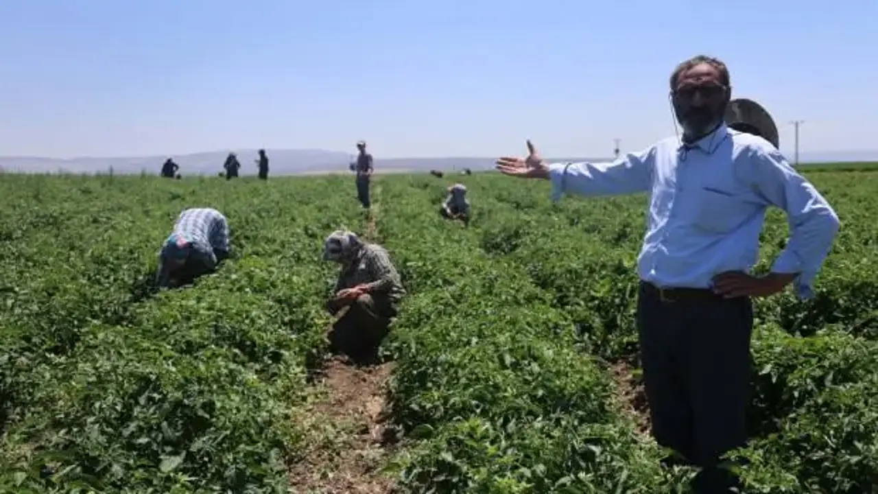 Tarım işçisinin çilesini devlet acil çözmeli: Tarlalarda Modern Kölelik Düzeni!