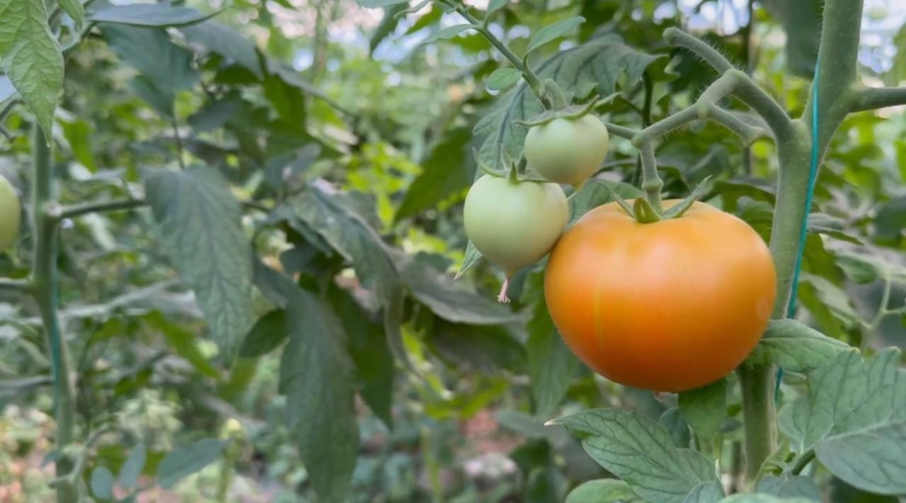 Tarım işçisiydi! Patron oldu