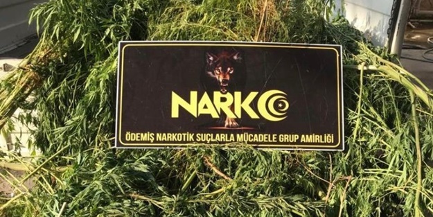 Tarım serasına uyuşturucu operasyonu: Gözaltılar var