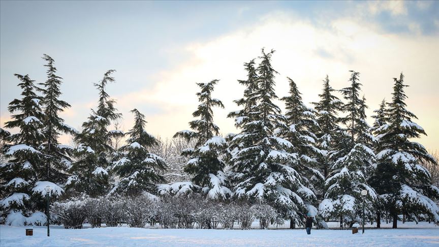 Tarım ve Orman Bakanı Pakdemirli: Ormandan genç ağaç kesenlere 10 yıla kadar hapis cezası uygulanabilir